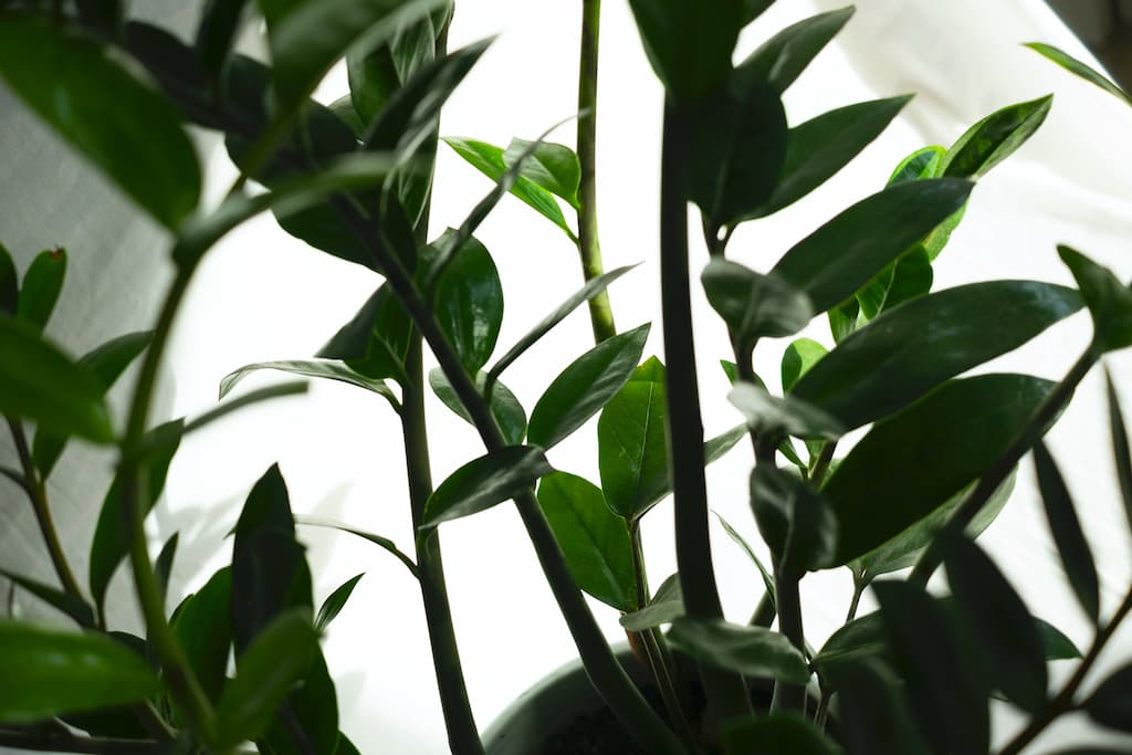 ZZ Plant is perfect for forgetful people